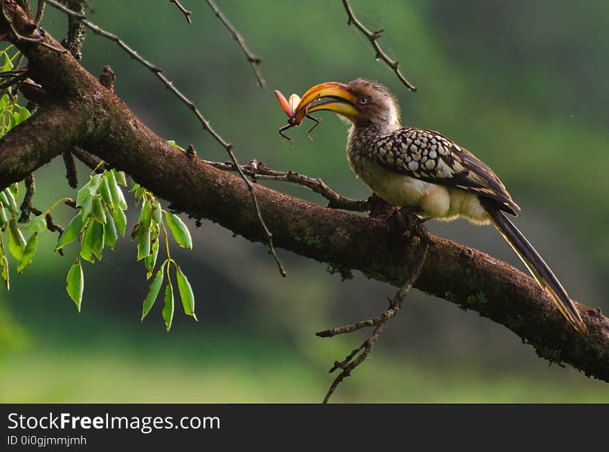 Bird, Beak, Ecosystem, Hornbill