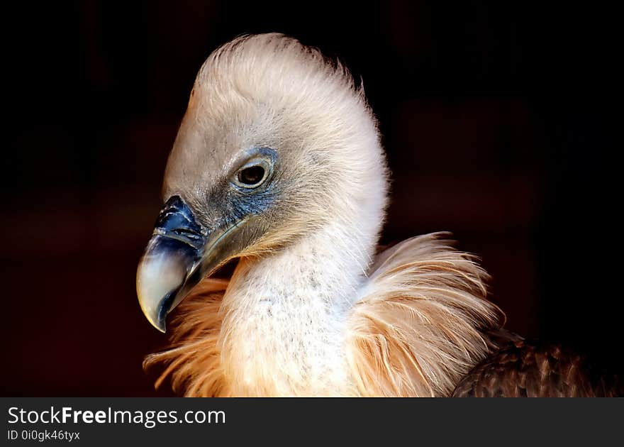 Beak, Fauna, Bird, Close Up