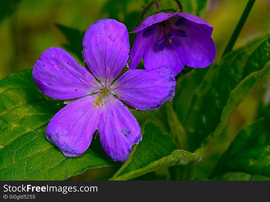 Flower, Flora, Purple, Plant