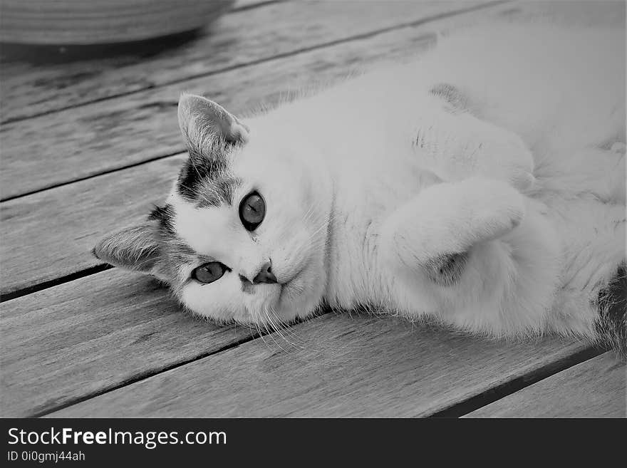 Cat, White, Black And White, Whiskers