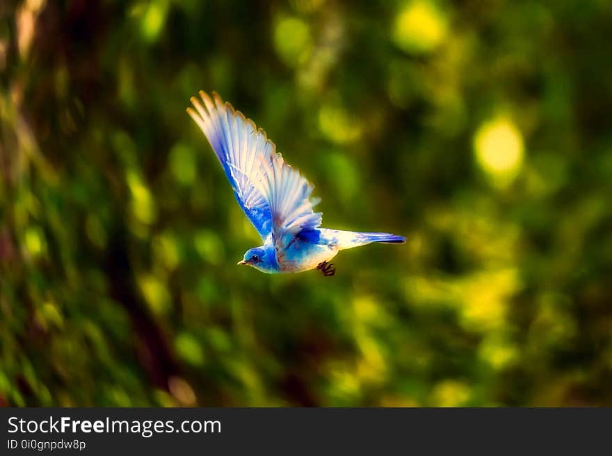 Bird, Beak, Fauna, Wing