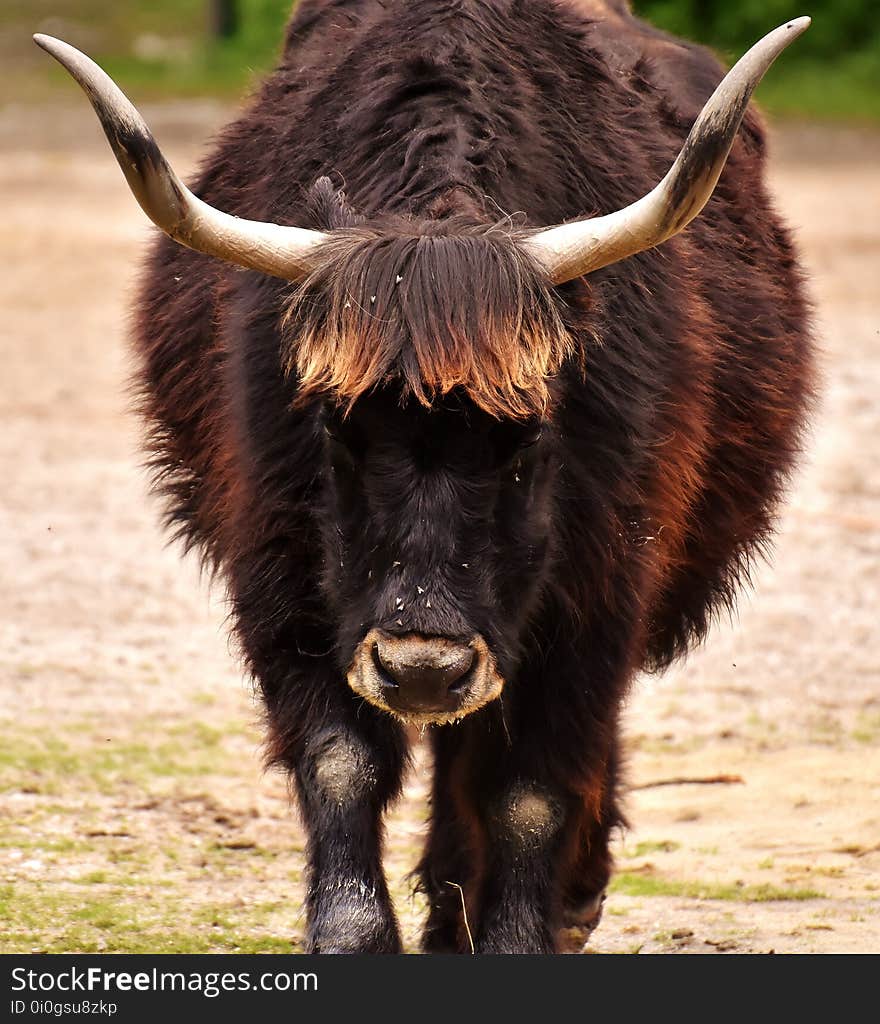 Horn, Cattle Like Mammal, Terrestrial Animal, Yak