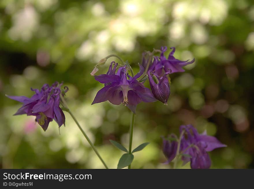 Flower, Plant, Flora, Purple