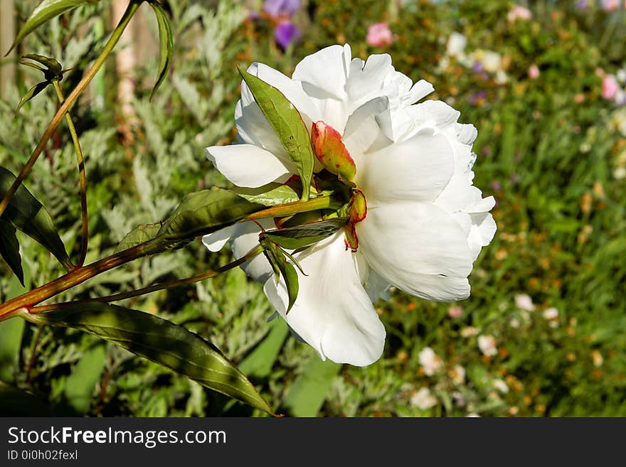 Flower, White, Flora, Plant