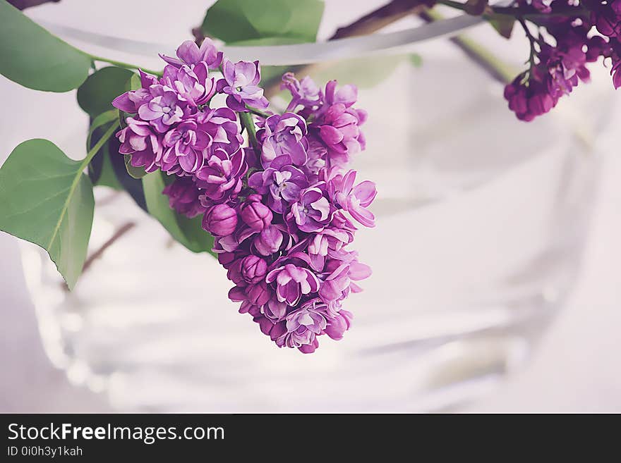 Flower, Purple, Violet, Flowering Plant