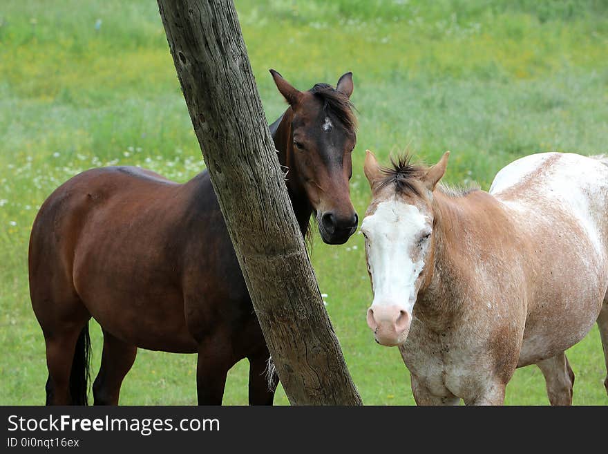 Horses