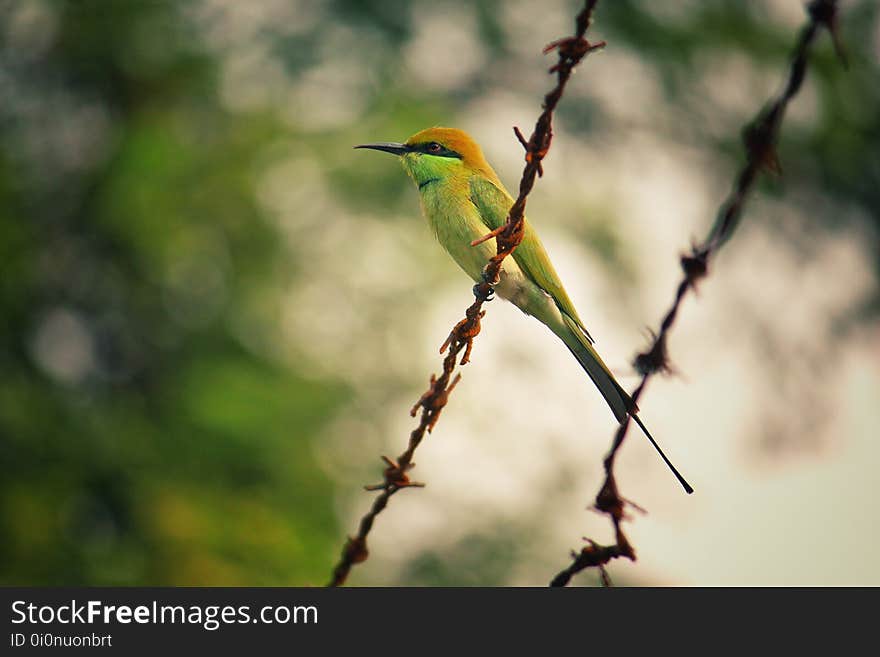 Animal, Avian, Barb, Wires