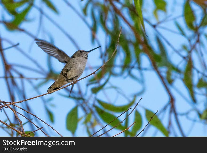 Anna&#x27;s hummingbird