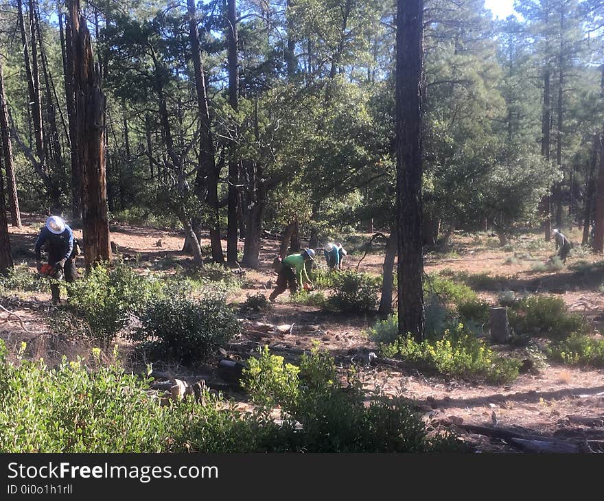 Caught about 20 Forest Service cleaner at work cutting back brush in the fire break north of Strawberry. Caught about 20 Forest Service cleaner at work cutting back brush in the fire break north of Strawberry