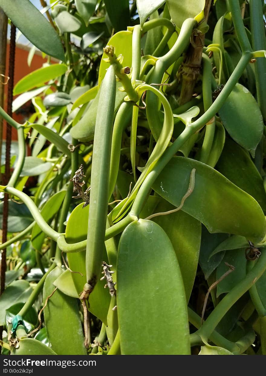 Vanilla pod, botanical gardens Puerto Vallarta