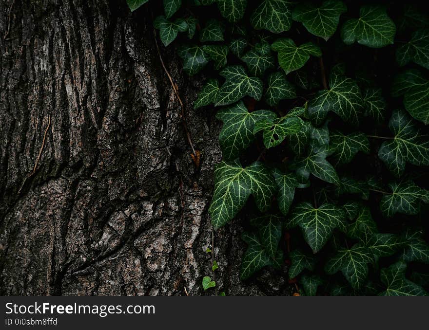 Vegetation, Green, Leaf, Tree