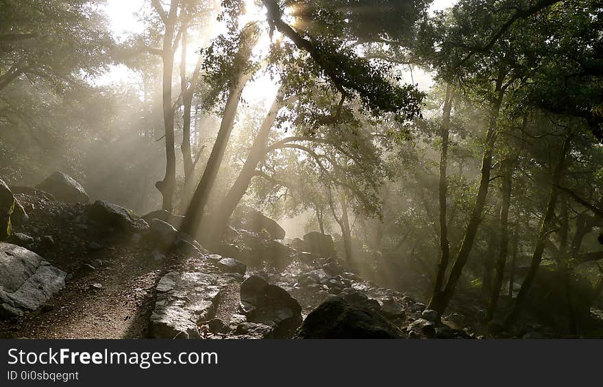 Forest, Nature Reserve, Vegetation, Jungle