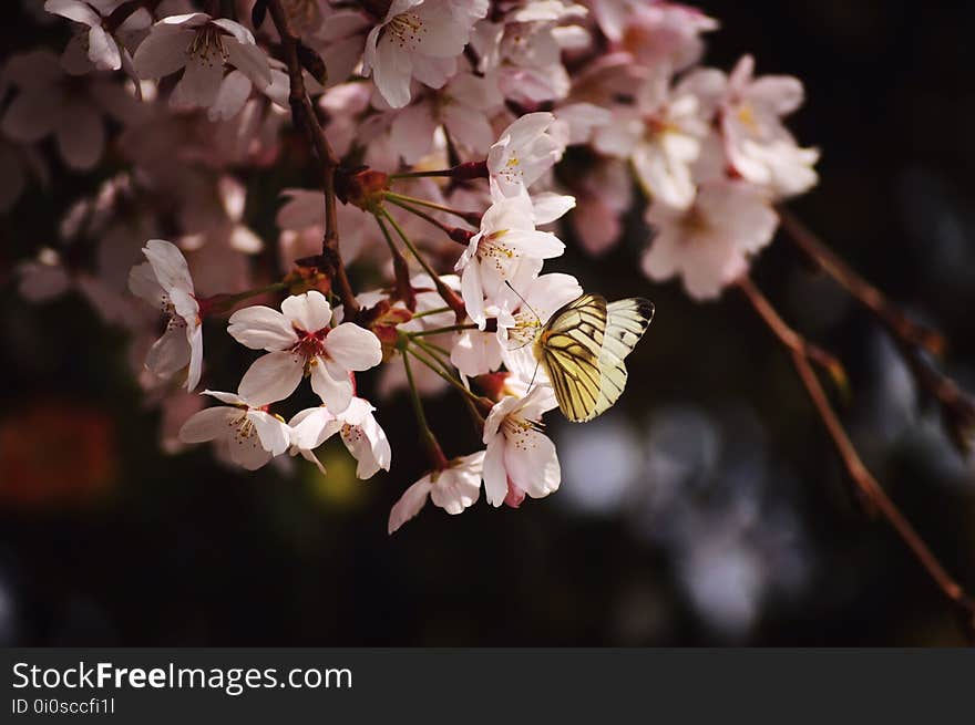 Flower, Blossom, Pink, Spring