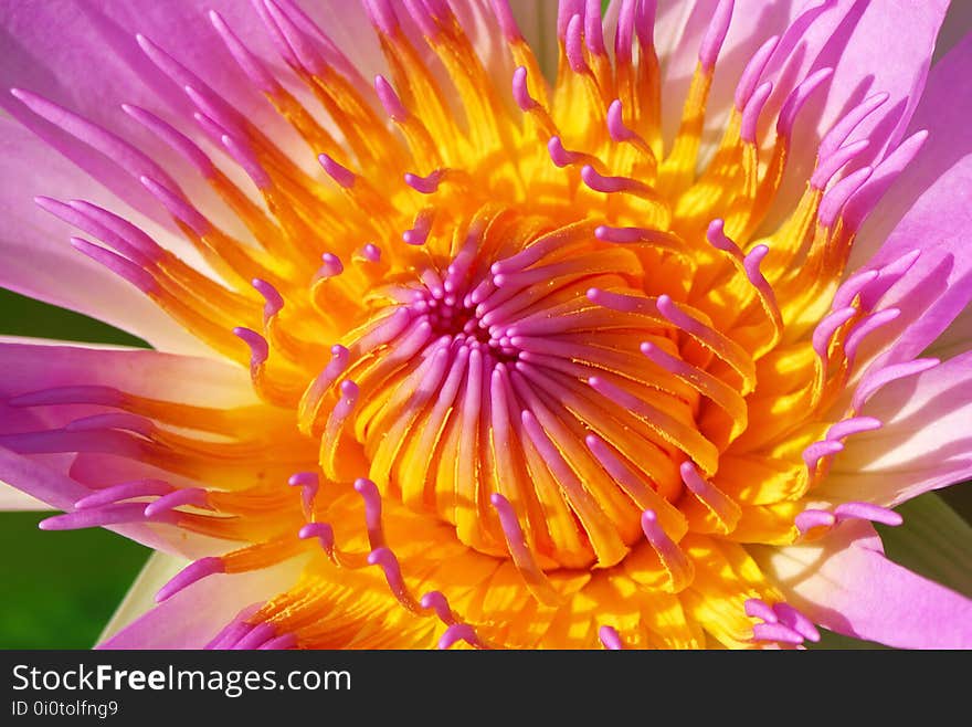 Flower, Petal, Close Up, Aster