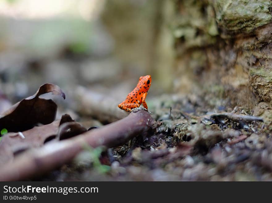 Bird, Organism, Beak, Old World Flycatcher