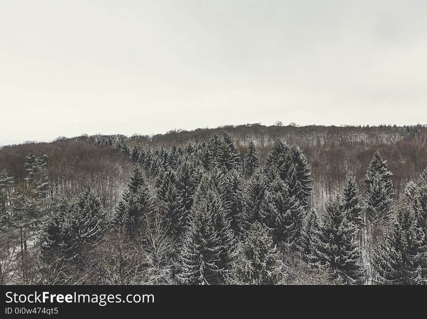 Branches, Clouds, Cold, Environment