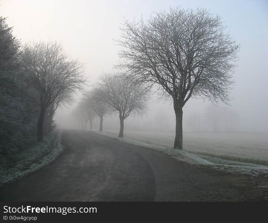 Alone, Cold, Countryside, Fog,