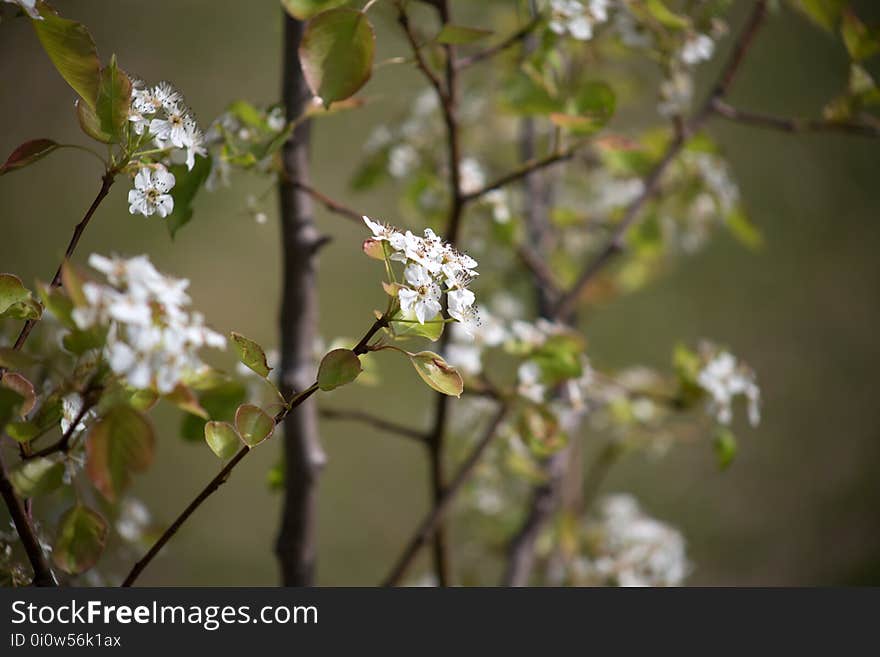 Blossom, Branch, Spring, Plant