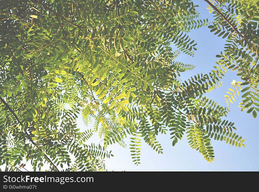 Vegetation, Tree, Leaf, Branch