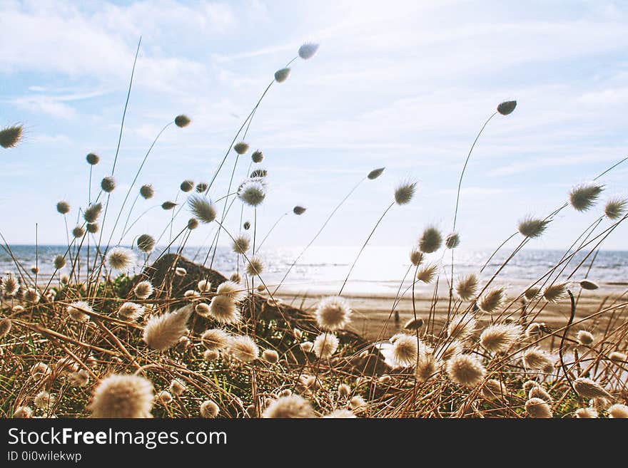 Ecosystem, Sky, Field, Grass Family