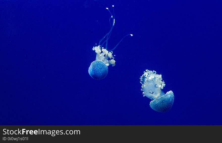 Jellyfish, Cnidaria, Marine Invertebrates, Invertebrate