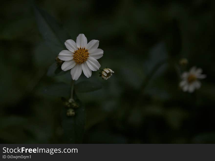 This iflower is so delicate that this is the first time I saw all petals in perfect condition!. This iflower is so delicate that this is the first time I saw all petals in perfect condition!