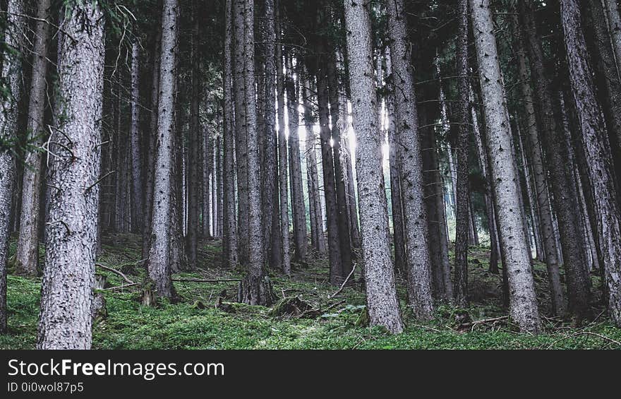 Forest, Spruce Fir Forest, Ecosystem, Tree