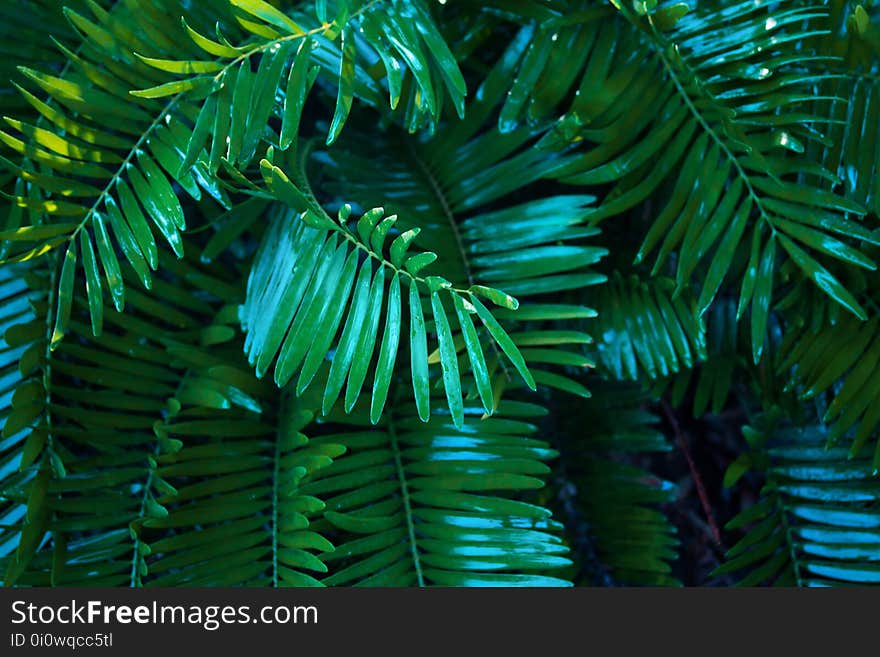 Green, Vegetation, Leaf, Tree