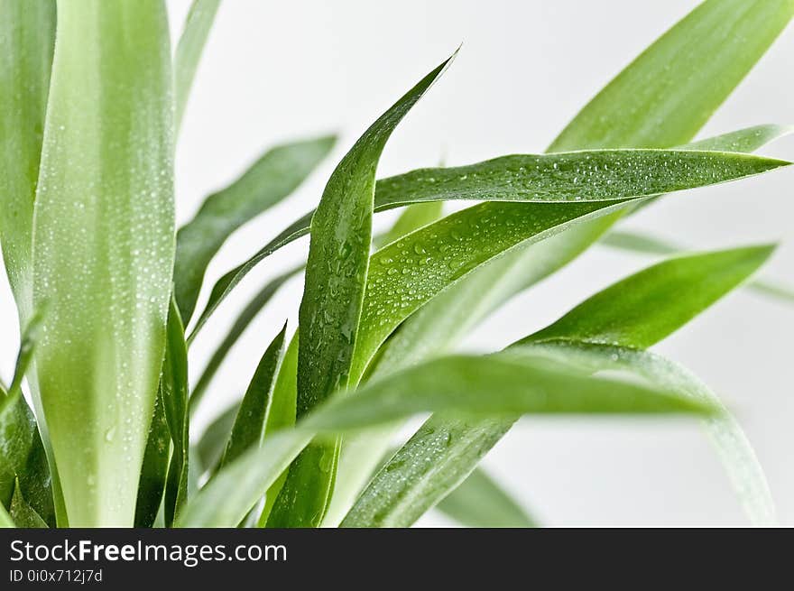 Plant, Leaf, Grass, Plant Stem