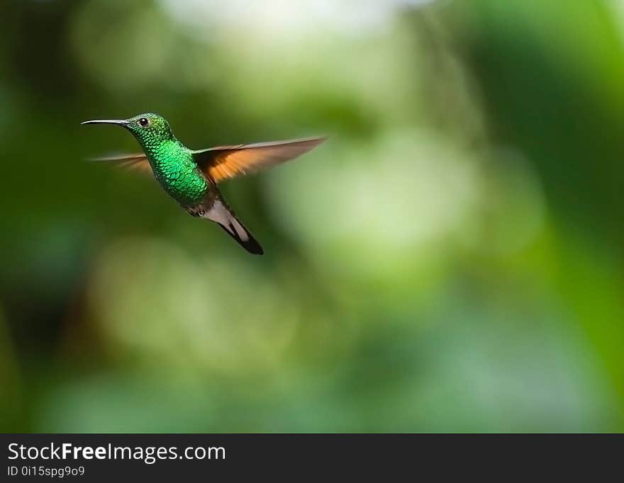 Bird, Hummingbird, Fauna, Beak