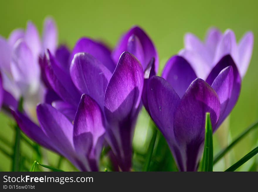 Flower, Crocus, Flowering Plant, Plant