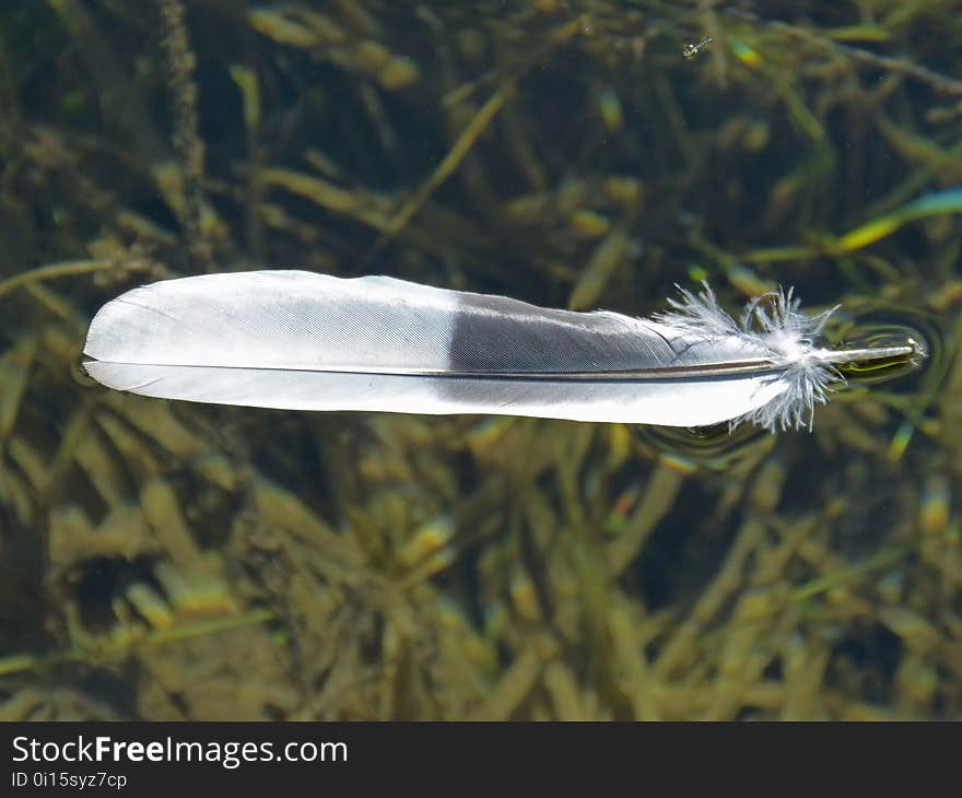 Feather, Organism, Fish