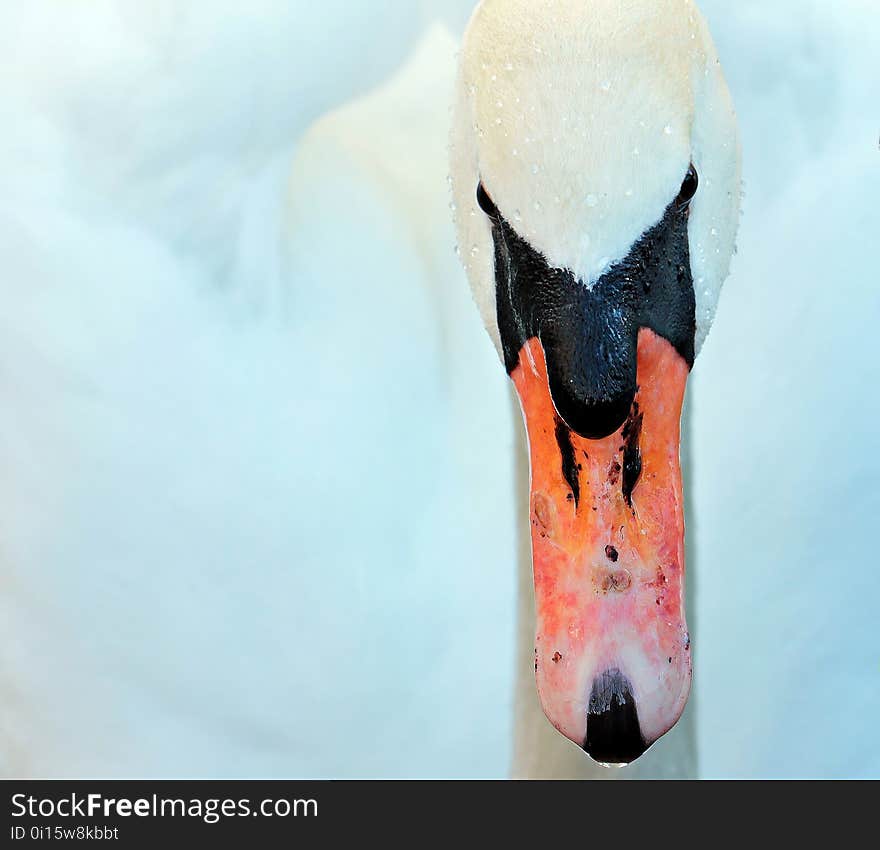 Water Bird, Beak, Bird, Ducks Geese And Swans