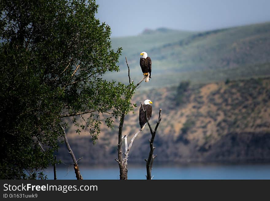 Water, Bird, Sky, Tree