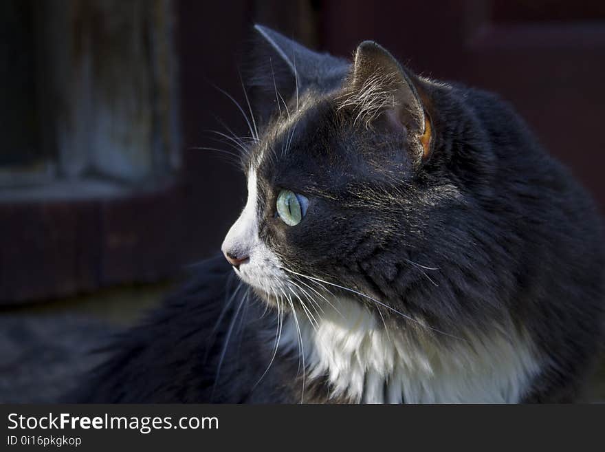 Cat, Whiskers, Black Cat, Small To Medium Sized Cats