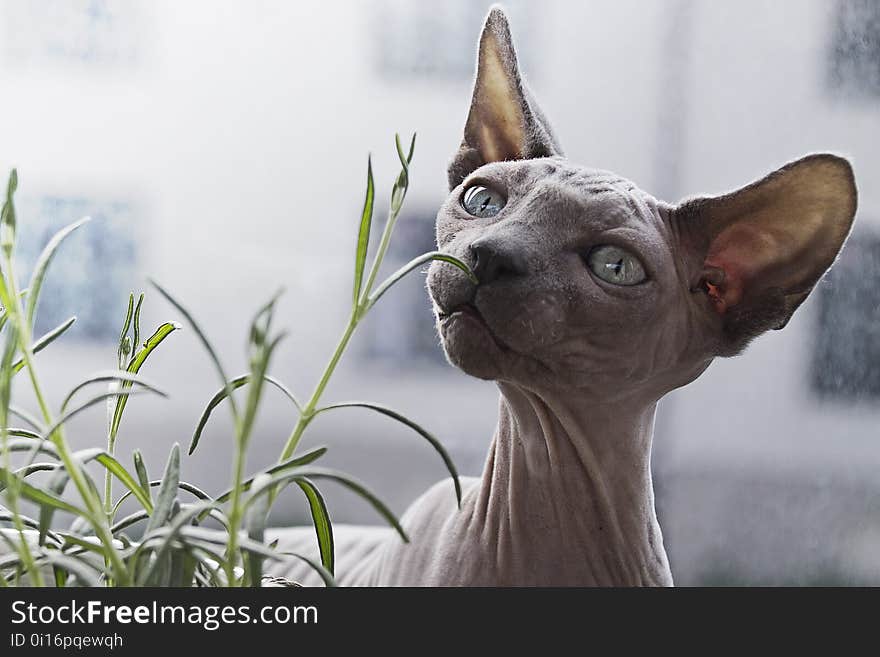 Cat, Hairless Cat, Sphynx, Donskoy