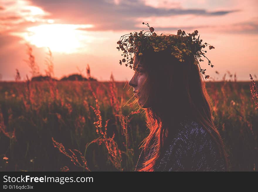 Sky, Sunrise, Field, Morning