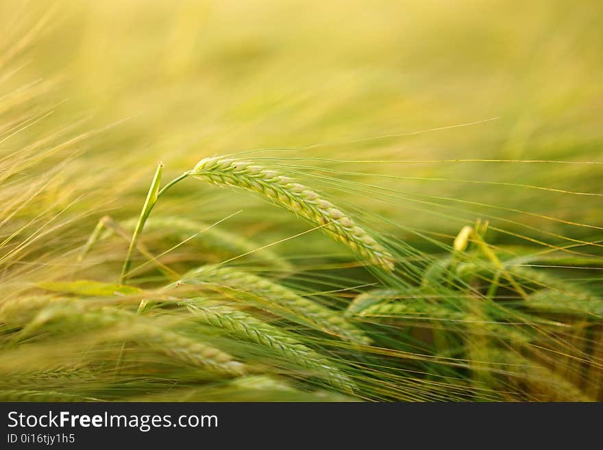 Barley, Food Grain, Vegetation, Hordeum