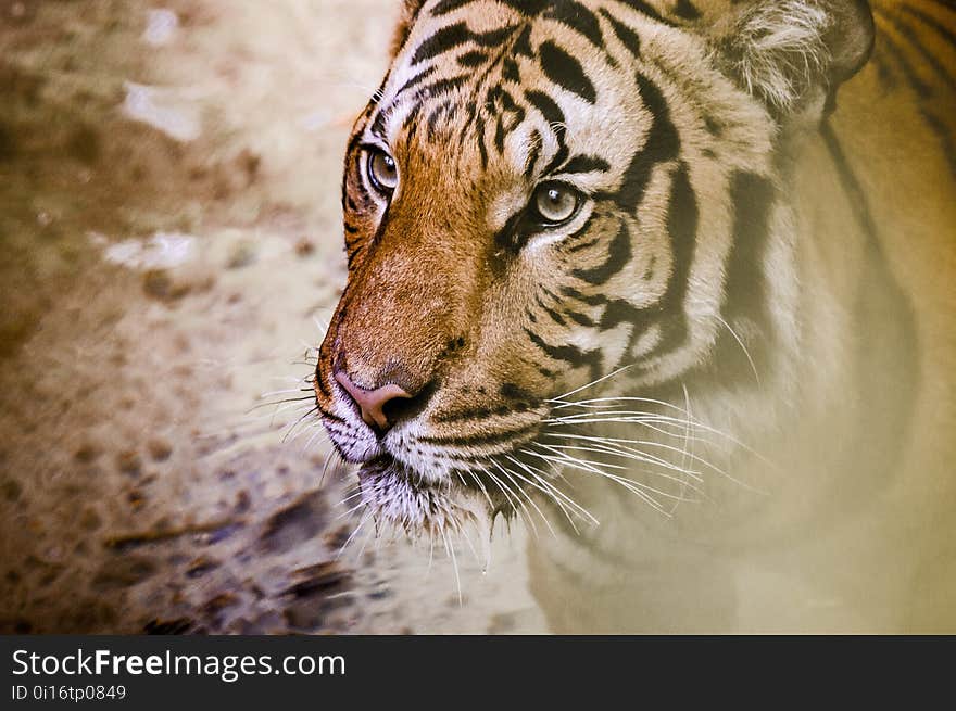 Wildlife, Tiger, Mammal, Fauna