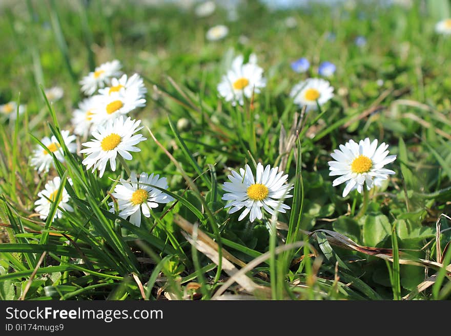 Flower, Plant, Flora, Grass