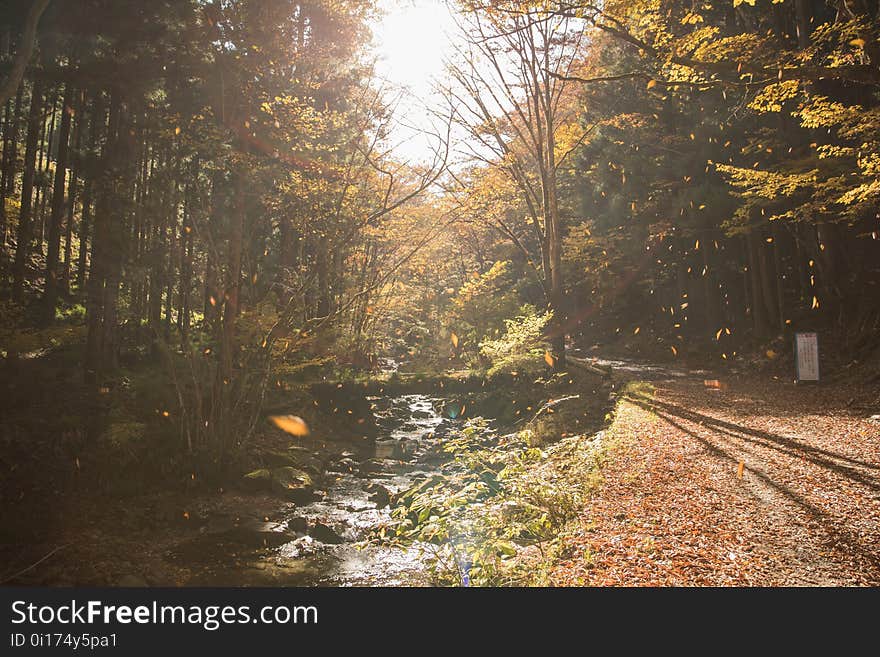 Nature, Water, Leaf, Tree