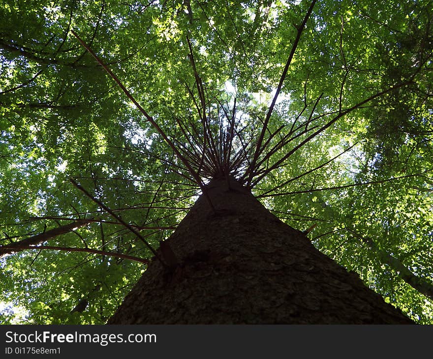 Tree, Vegetation, Woody Plant, Ecosystem