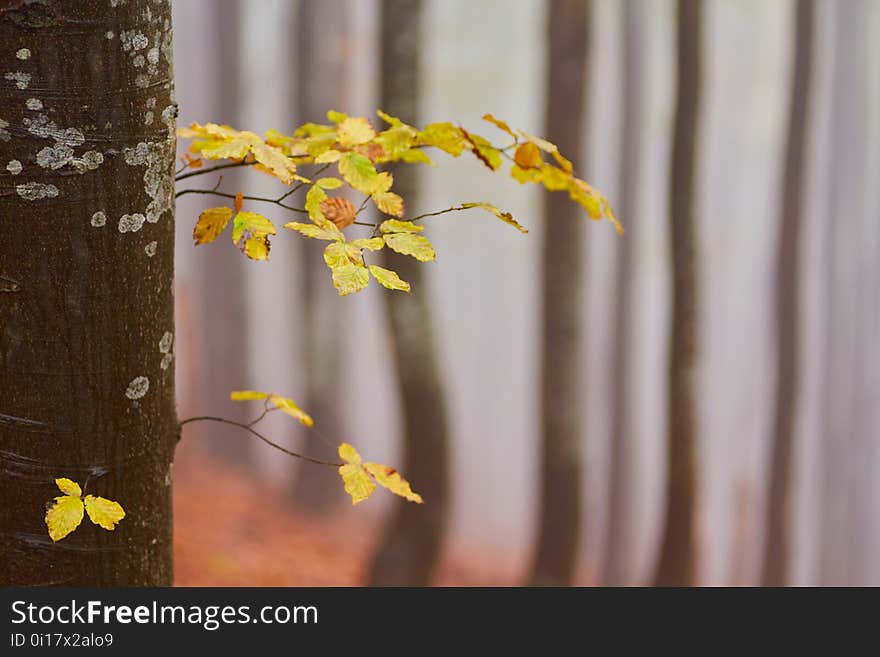 background texture of yellow leaves