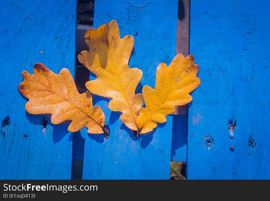 Yellow fallen oak leaves over blue wooden background. Yellow fallen oak leaves over blue wooden background.