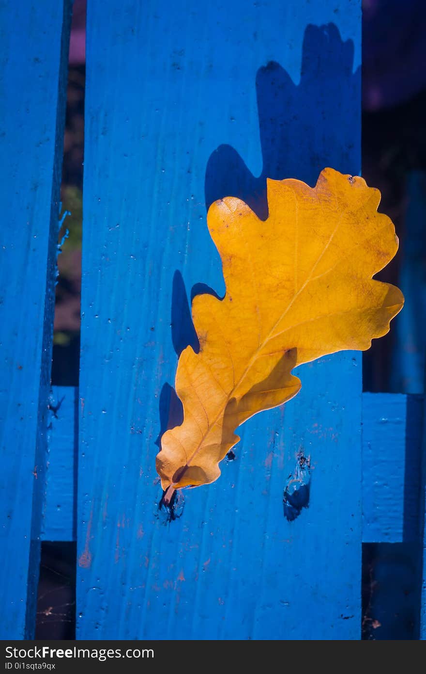 Yellow fallen oak leaves over blue wooden background. Yellow fallen oak leaves over blue wooden background.