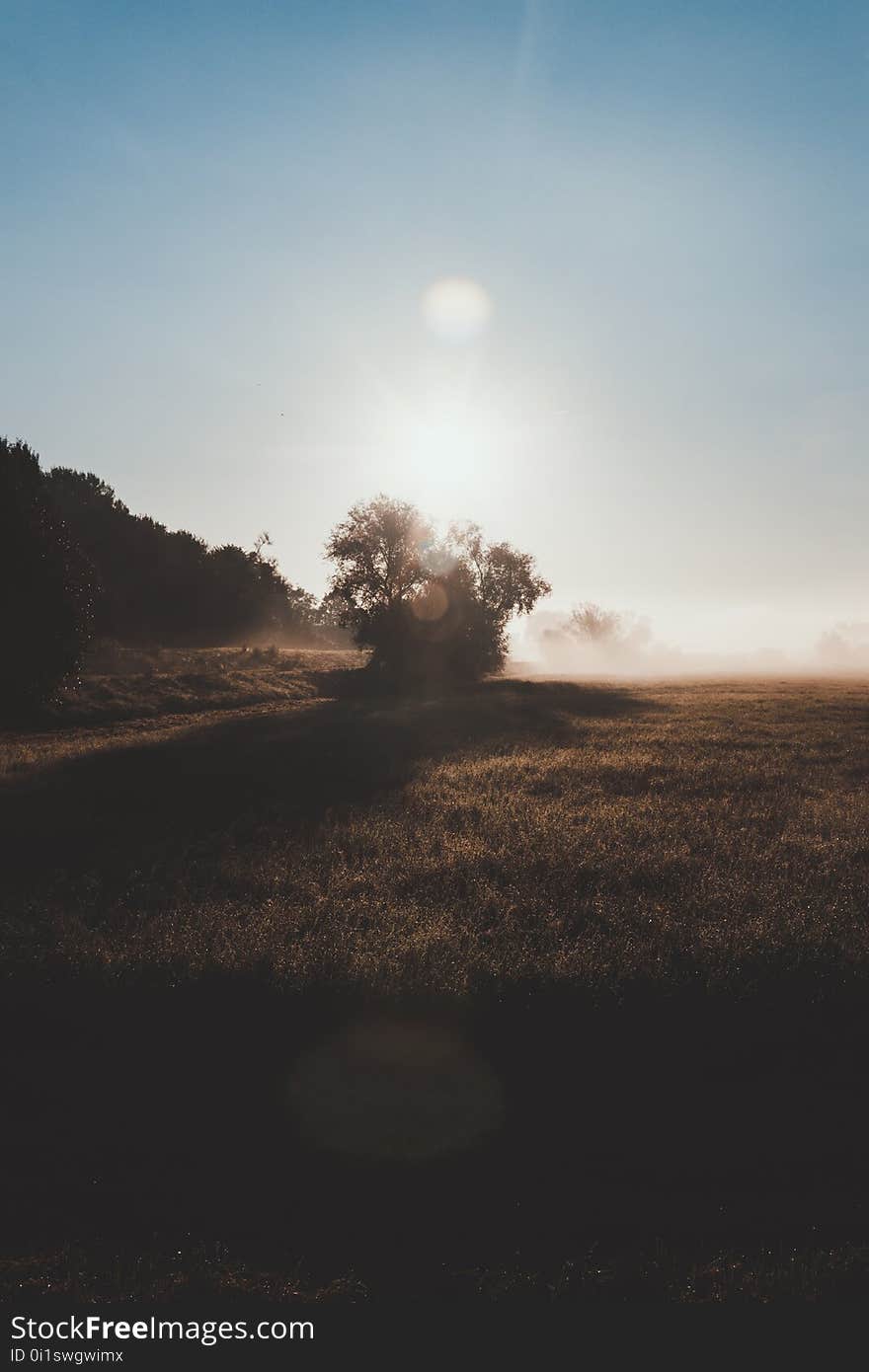 Lonely Tree In The Morning Light