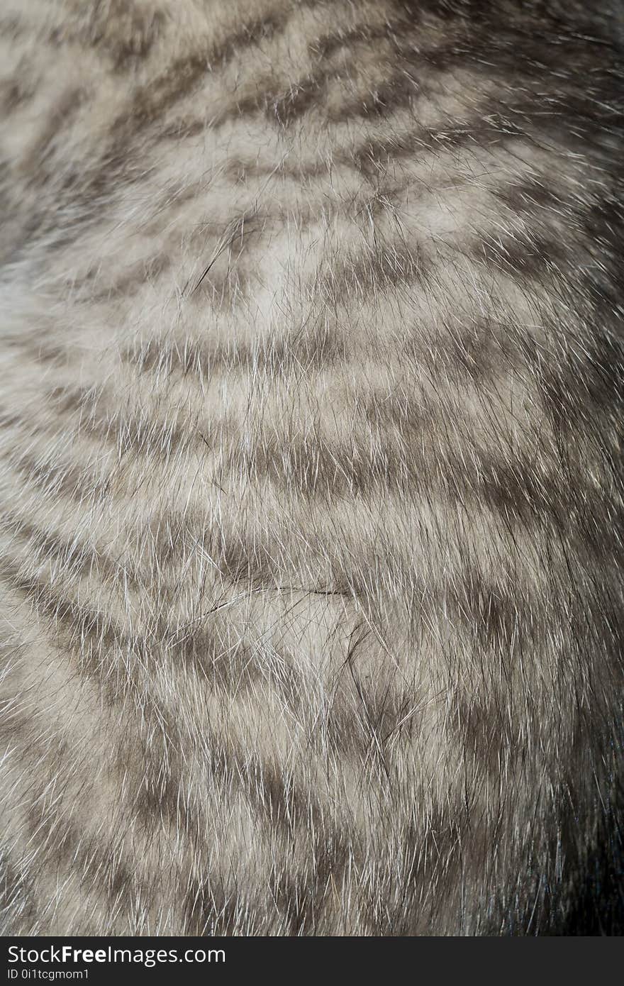 Striped Tabby Cat Fur Macro