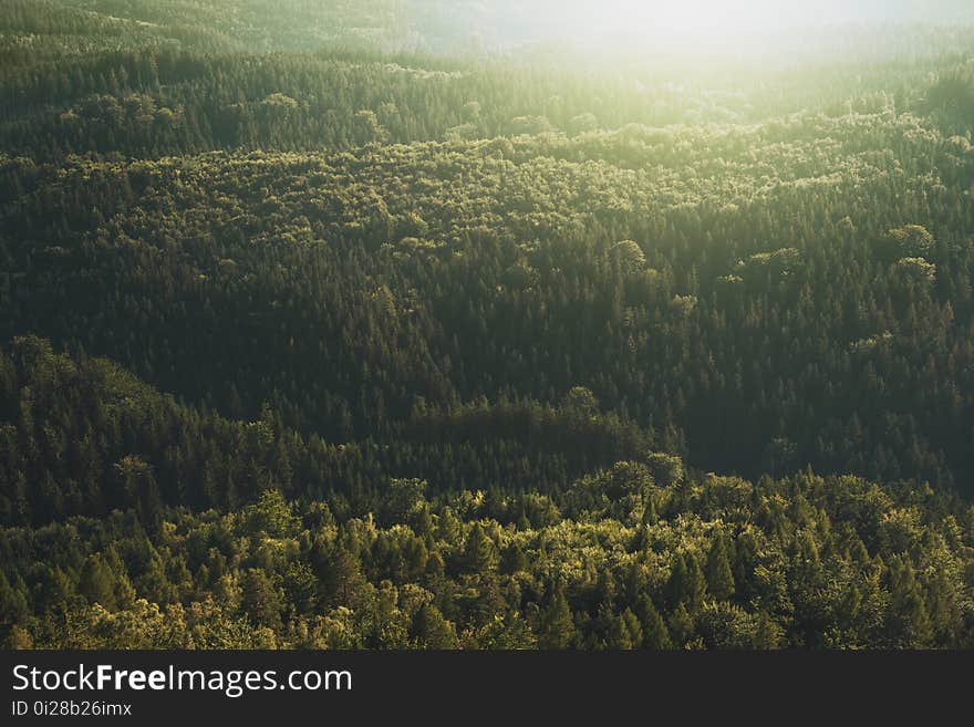 Conifer, Daylight, Evergreen, Forest,