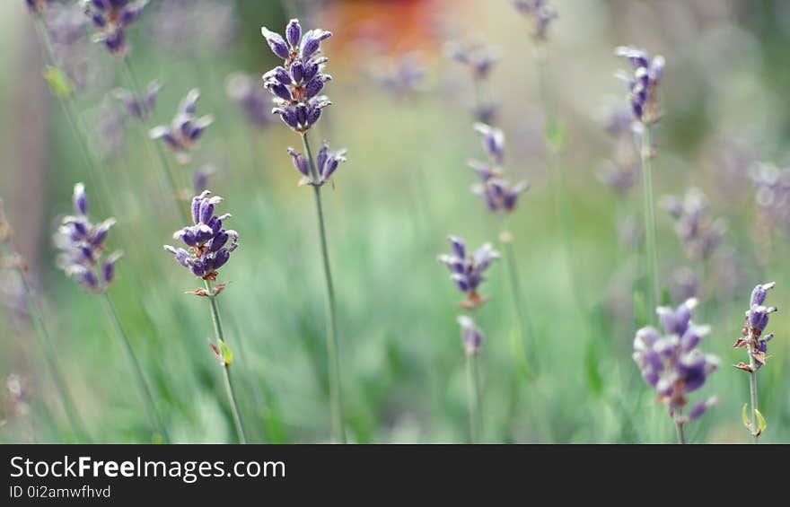 English Lavender, Lavender, Flower, Plant