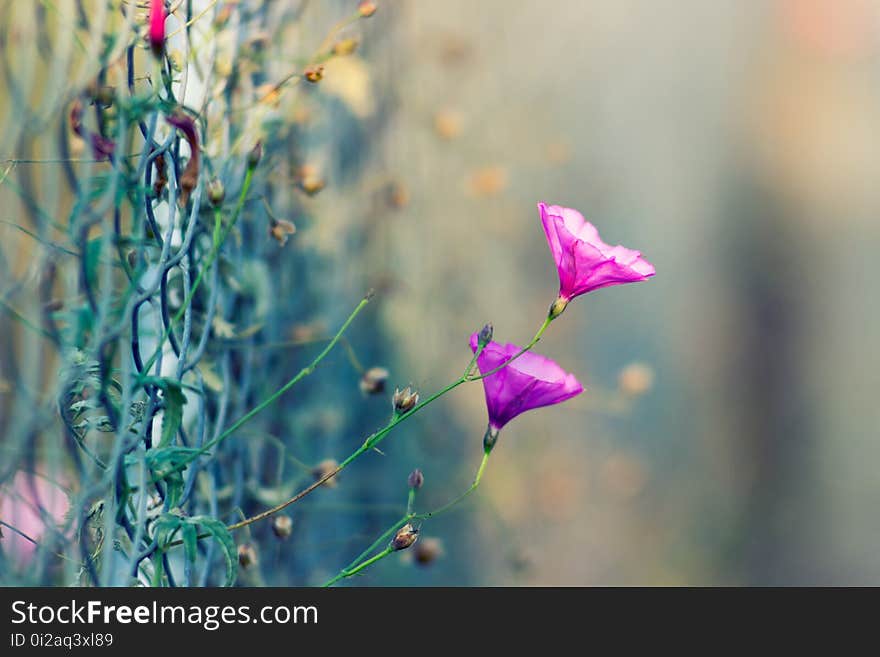 Flower, Flora, Pink, Wildflower